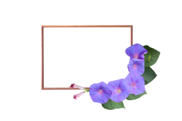 Close-up of photo frame with beautiful purple morning glory flowers isolated on transparent background png file.
