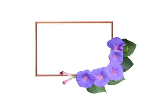 Close-up of photo frame with beautiful purple morning glory flowers isolated on transparent background png file.