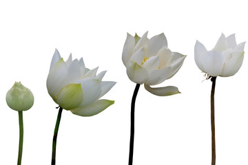 Isolated image of a white lotus flower that changes as it grows on a transparent background png file.