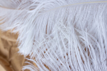 White fluffy ostrich feathers close up on craft paper background with copy space for text, soft and elegance concept