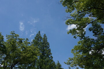 Fototapeta premium 森林