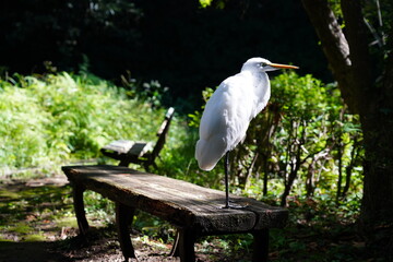 白鷺、シロサギ