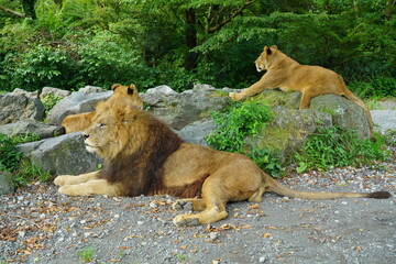 休憩中のライオン家族