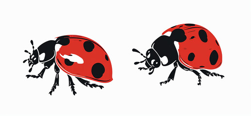 ladybug on white background.