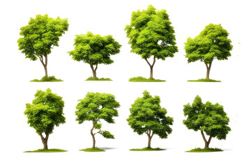Group of trees set on transparent background. 