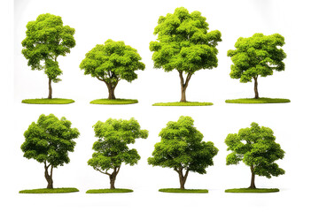 Group of trees on transparent background. 