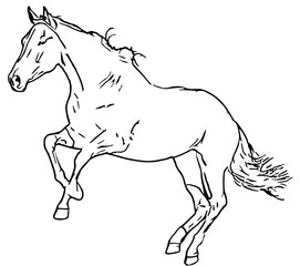 horse line art (21)