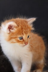 Baby cat Tabby diluted among ruins, ashes, and debris