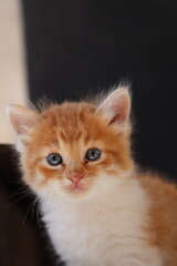 Baby cat Tabby diluted among ruins, ashes, and debris
