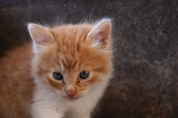 Baby cat Tabby diluted among ruins, ashes, and debris