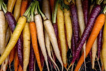 Above shot of a  group of wet multi colored carrots arranged in a row display