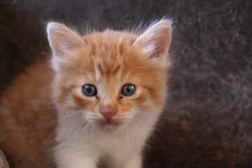 Baby cat Tabby diluted among ruins, ashes, and debris