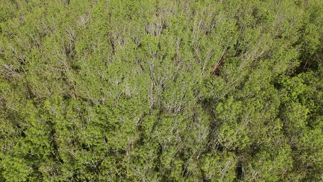 Dense Monoculture Rubber Tree Plantation from Above, Export Product of Thailand, Latex Production, Dense Agricultural Plantation, Aerial Drone View