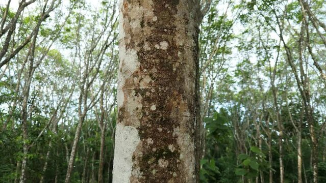 Hevea Brasiliensis, Par&aacute; Rubber Tree, Sharinga Tree, Seringueira Rubber Tree, Rubber Plant, Tree Trunk Bark, Latex Tapping Production