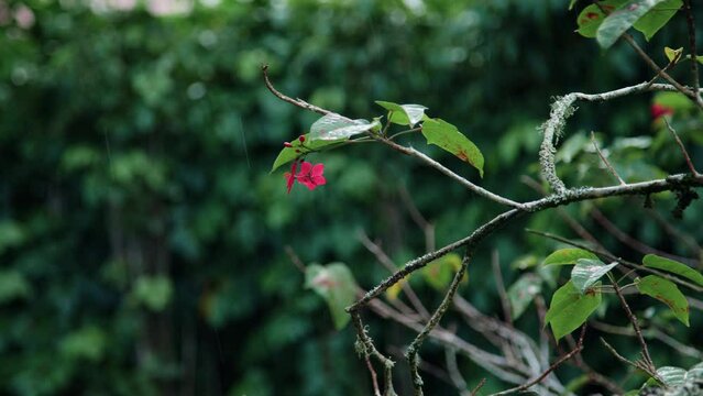 Rain falling on the leaves and pink flowers of a Jatropha tree in slow motion
