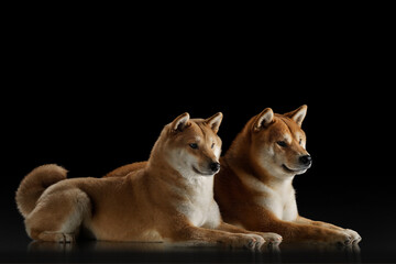  Two serene Shiba Inu exude dogs calm elegance against a dark backdrop, their gazes offering a window into their composed souls