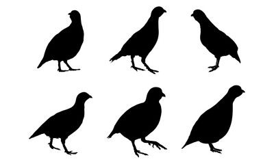 Fototapeta premium Chukarhuhn Vector Graphic Design