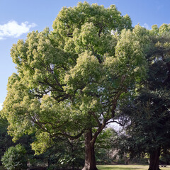 春の気配　浜離宮恩賜庭園