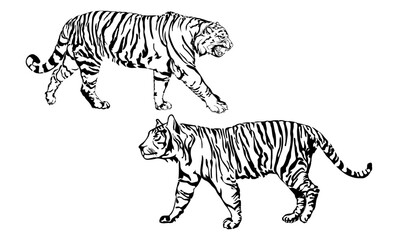 Fototapeta na wymiar Tiger Animal Vector Graphic Design