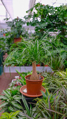 Bent Bokarnea for indoor cultivation and interior decoration in a brown pot in a flower shop