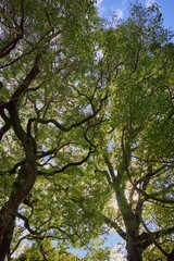 春の気配　浜離宮恩賜庭園