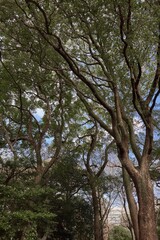 春の気配　浜離宮恩賜庭園