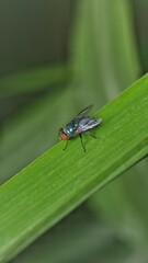 Chrysomya megacephala