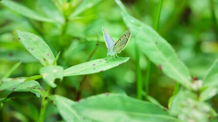 Dark grass blue
