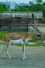 エランド　ELAND