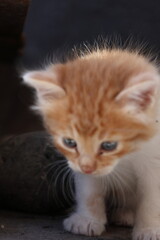 Baby cat Tabby diluted among ruins, ashes, and debris
