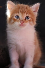 Baby cat Tabby diluted among ruins, ashes, and debris