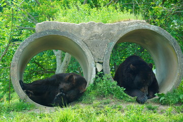 熊、アメリカクロクマ、American black bear