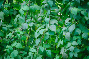 Green Bean grow in garden