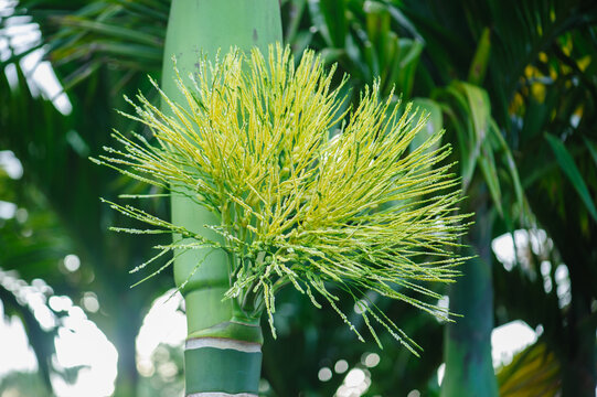 Areca palm flowers on tree