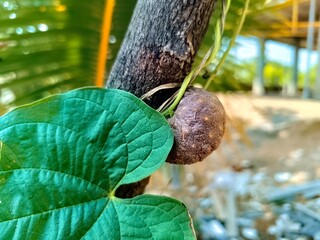 Closeup view and selective focus of fresh air potato on a plant
