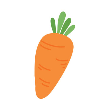 Carots Vegetable in Market illustration