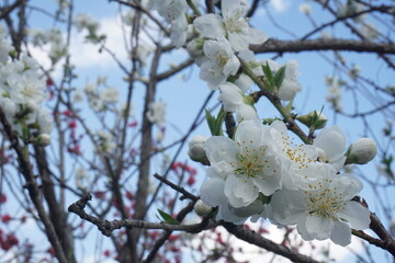 桃の花