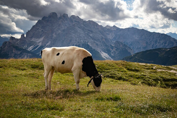Fototapeta na wymiar Cos in the Dolomites, grazing on beautiful green meadow. Scenery from Tre Cime.