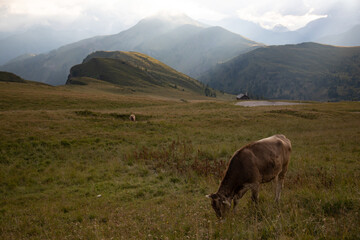 Cows in the Dolomite grazing on beautiful green meadow. Scenery from Passo Rolle.