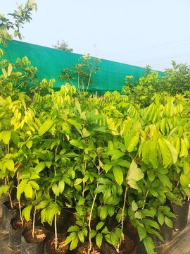 Rambutan n18 plants in the garden 