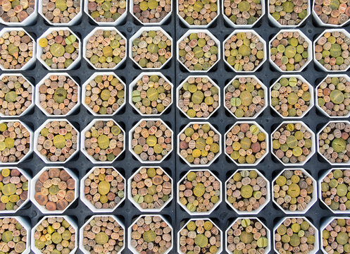 Lithops (Living stone), Cactus on flower pot