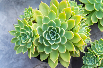 Miniature succulent plants decorate in the garden