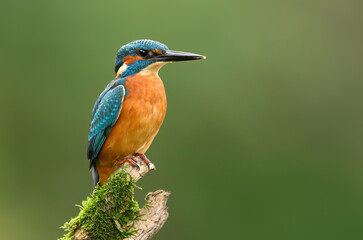 European Kingfisher ( Alcedo atthis ) close up