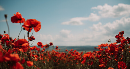 Field blossoming poppies. Poppy field.