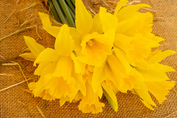 An Easter greeting: The daffodils (Narcissus), also known as lent lily, are one of the most important plants in the flower trade in late winter and spring. Close-up on jute