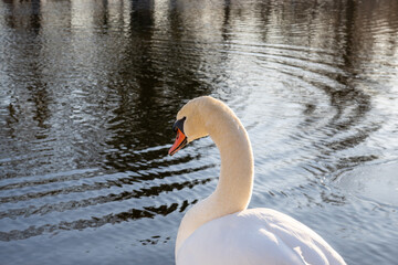 A swan stands on the shore and looks out over a dark lake in the winter sun.