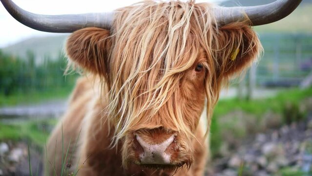 Highland cow, iconic breed of Scottish cow, cattle in Highlands of Scotland.  Farm field in Isle of Skye landscape.