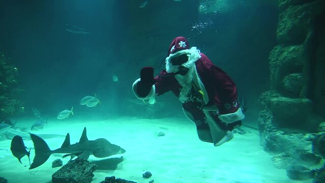 Santa underwater in scuba diving swims in a flock of fish and sharks. 4k super slow motion 120 fps raw cinematic video filmed on Nikon z9 at 8k