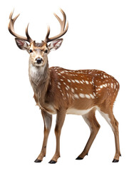 Naklejka na ściany i meble close up portrait of an antlered deer animal on a transparent background, generative ai