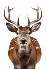 close up portrait of an antlered deer animal on a transparent background, generative ai